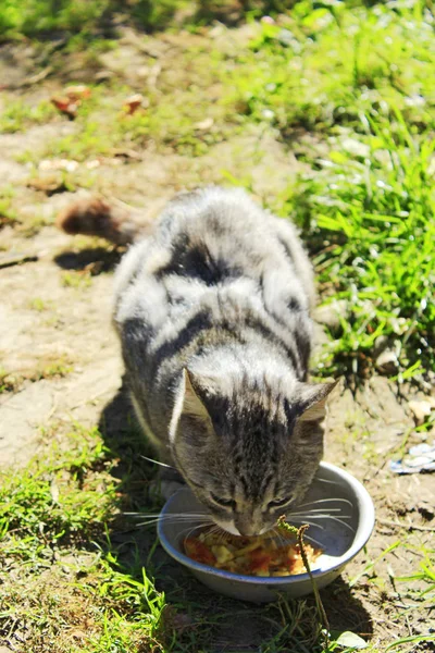 Katten äter från skålen — Stockfoto