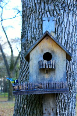 tomtit besleme raf üzerinde kuş yemi istiyor