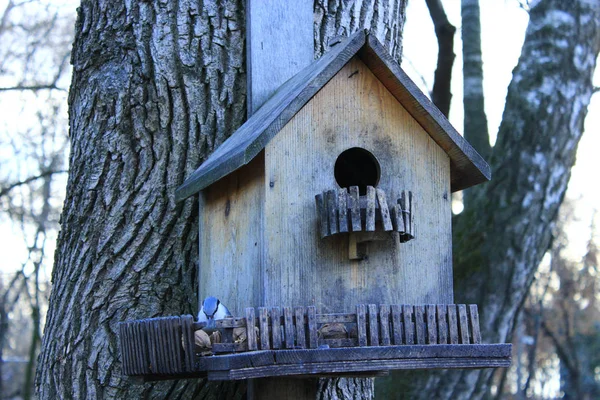 sıvacı kuşu besleme raf üzerinde kuş yemi istiyor