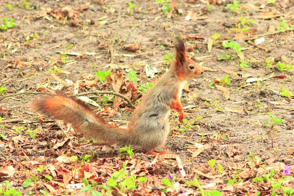 Esquilo no chão no parque — Fotografia de Stock