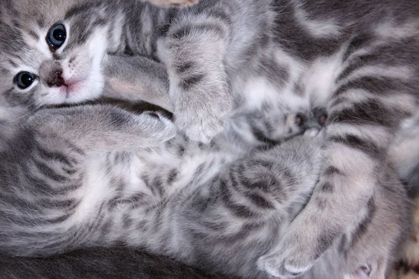 İskoç düz cins yavru kedi oyun hakkında — Stok fotoğraf