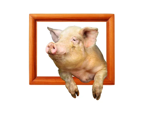 Porc regarde à partir du cadre en bois — Photo