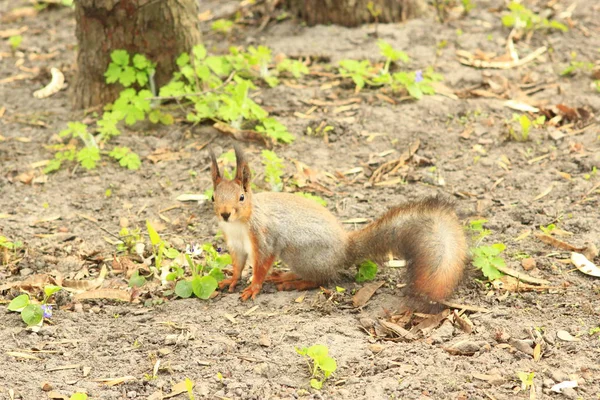 Scoiattolo tra i cespugli verdi del parco — Foto Stock