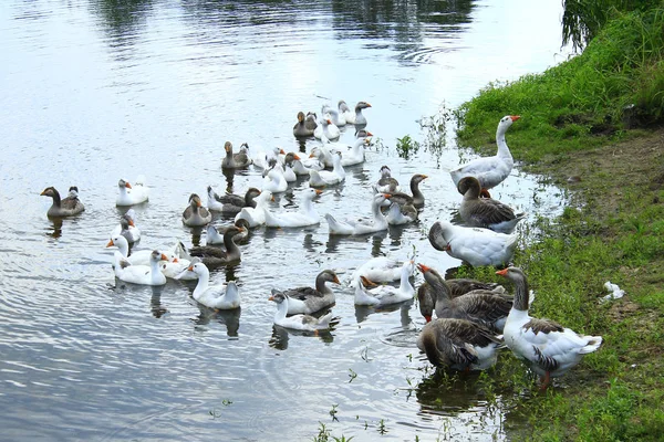 Вітчизняні гуси плавають на воді — стокове фото