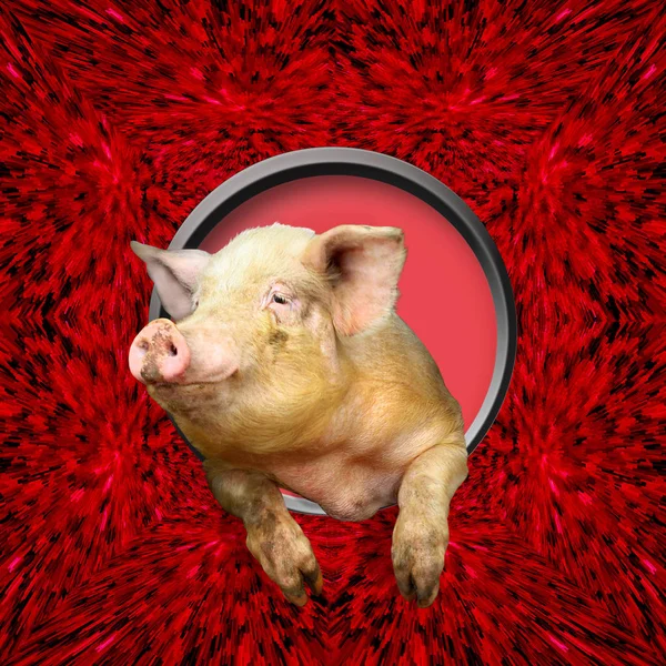 Pose de cochon de fenêtre ronde sur le fond rouge — Photo