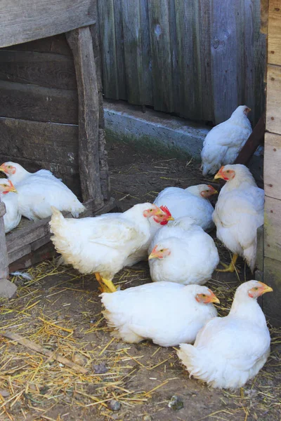 養鶏場の鶏 — ストック写真
