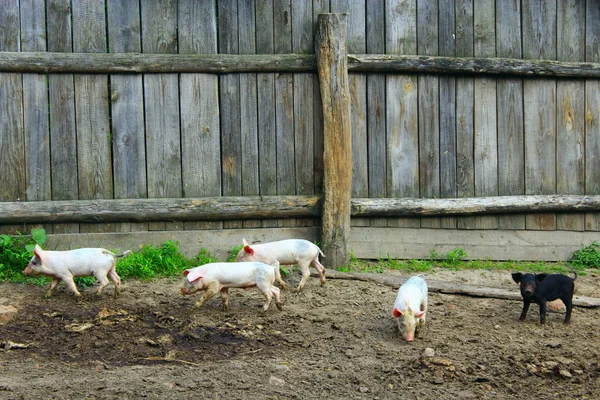 Leitões correm alegremente na fazenda — Fotografia de Stock
