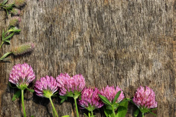 Decoração com flores de trevo vermelho no fundo de madeira cinza — Fotografia de Stock