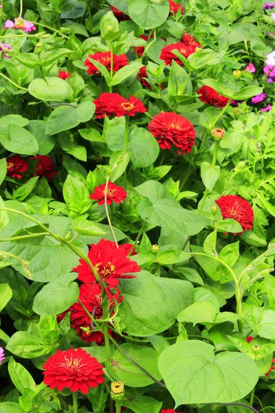 Rode bloemen van zinnia — Stockfoto
