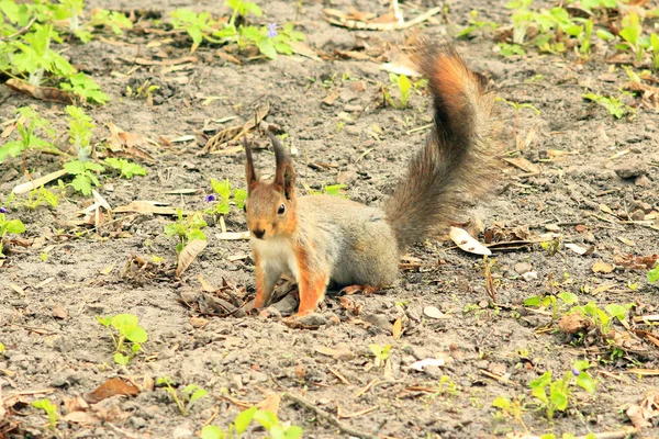 Squirrel на земле — стоковое фото