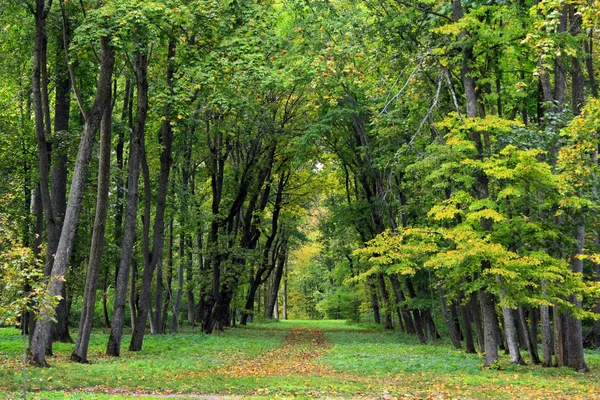 Krásný park s cestou pěkná promenáda a velké zelené stromy — Stock fotografie