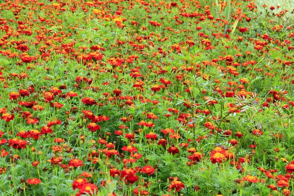 A lot of marigolds on the flowerbed — Stock Photo, Image