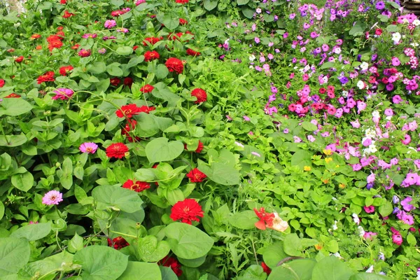 Macizo de flores con flores de zinnia e ipomea — Foto de Stock