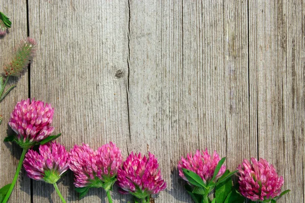 Decoratie met rode klaver bloemen zoals een frame op houten achtergrond — Stockfoto