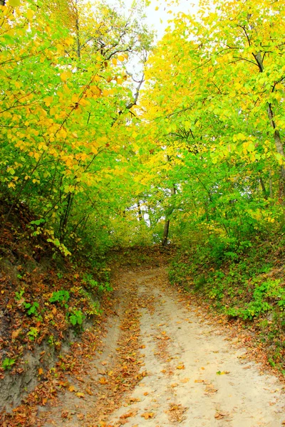 Colori autunnali con strada forestale e cespugli di alberi — Foto Stock