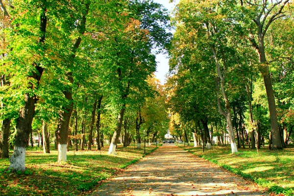 Jesienny park z promenady ścieżki i wielkie drzewa — Zdjęcie stockowe