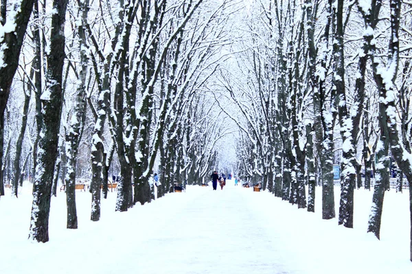 Parque de inverno com muitas árvores grandes e caminho — Fotografia de Stock