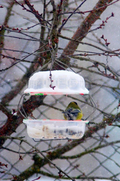 Titmouse no rack de alimentação no inverno — Fotografia de Stock