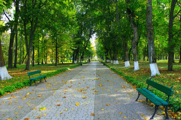 Parque outonal com calçadão e árvores grandes — Fotografia de Stock