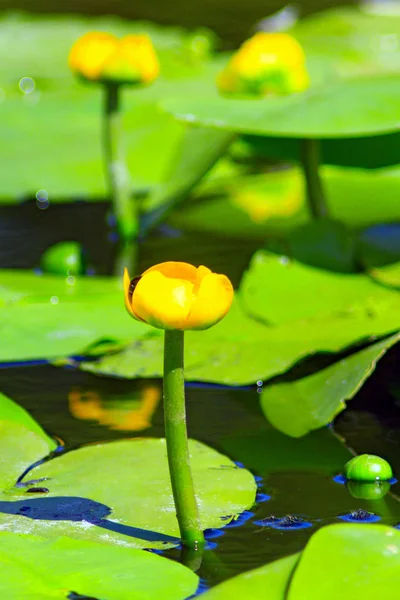 Gelbe Blüten von nuphar lutea — Stockfoto