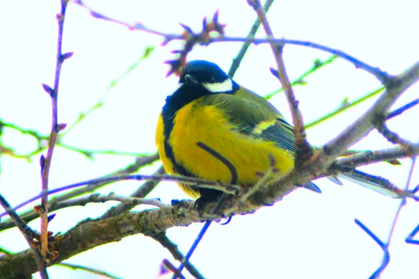 Grote grote tit op de tak — Stockfoto