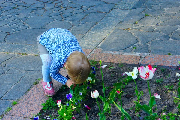 Bebé olores tulipanes doblado bajo el macizo de flores — Foto de Stock