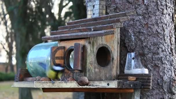 Tomtites e nuthatch no rack de alimentação busca a semente de pássaro — Vídeo de Stock