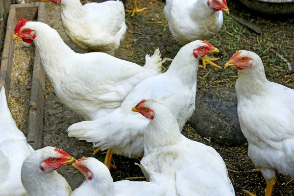 Galinhas no galinheiro — Fotografia de Stock