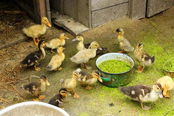 Muchos patitos en las aves de corral —  Fotos de Stock