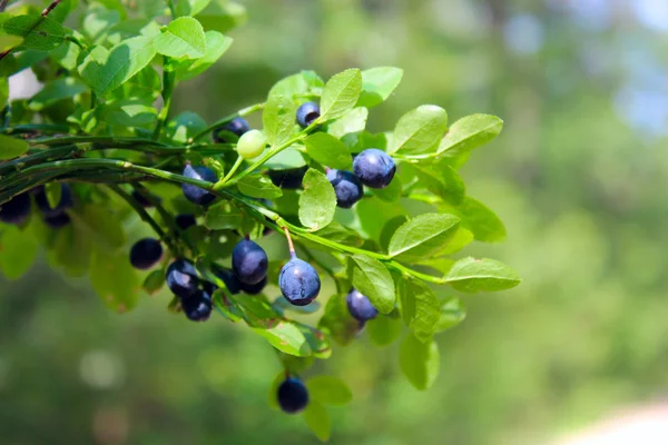 Branches with bilberry in the forest — Stock Photo, Image