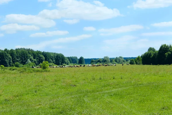 Pasą się krowy na pastwisku, w pobliżu lasu — Zdjęcie stockowe