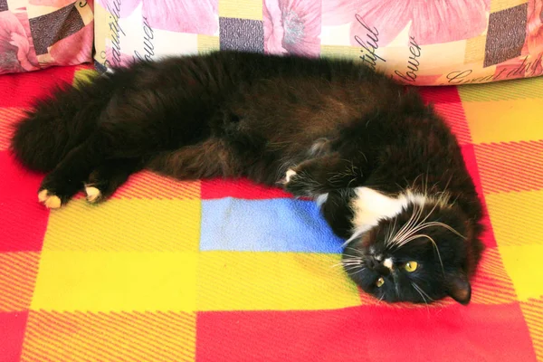 Μαύρη γάτα sprawled στον καναπέ — Φωτογραφία Αρχείου
