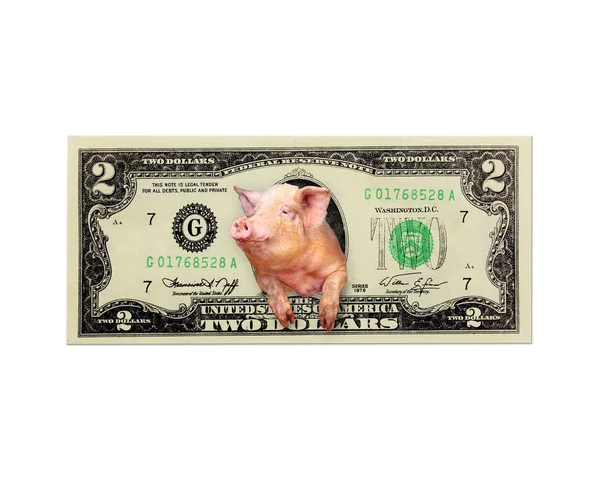 猪，看起来两个美元而孤立的美国总统 — 图库照片