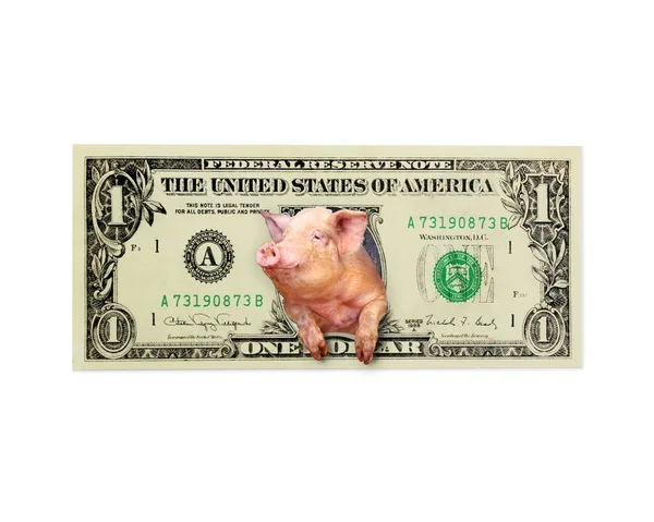 猪，看起来一美元而孤立的美国总统 — 图库照片