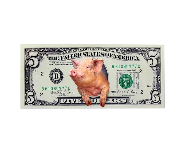 猪，看起来五美元而孤立的美国总统 — 图库照片
