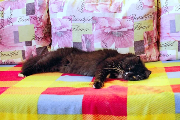 Chat noir dort sur le canapé — Photo