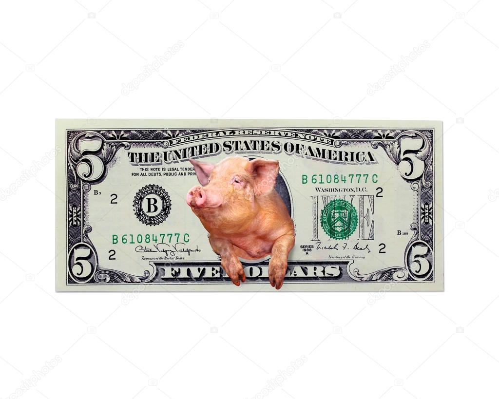 pig looks out of five dollars instead the American president isolated