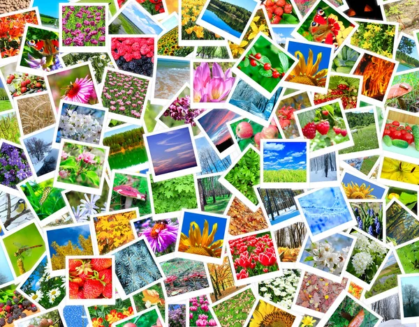 Un sacco di foto della natura — Foto Stock