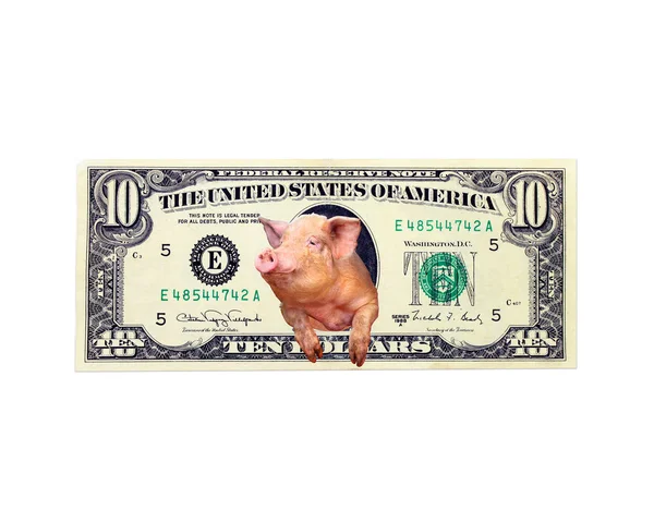 Pig looks out of ten dollars note instead the American president isolated — Stock Photo, Image