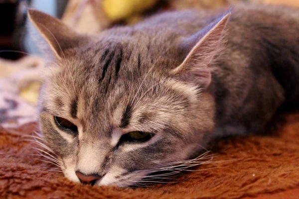 Focinho de gato Hetero escocês — Fotografia de Stock