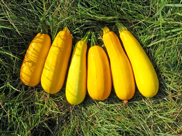 Ripe yellow squashes — Stock Photo, Image