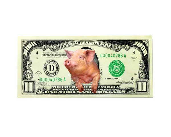 Pig looks out of one thousand dollar note instead the American president isolated — Stock Photo, Image