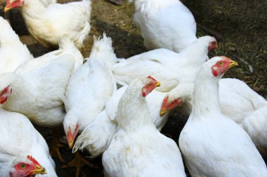 Kümes hayvanları bahçedeki tavuklar