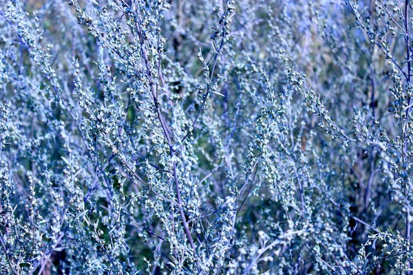 Textura azulada natural de plantas no campo — Fotografia de Stock