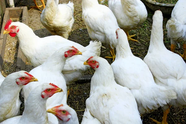 Hens in the poultry-yard — Stock Photo, Image