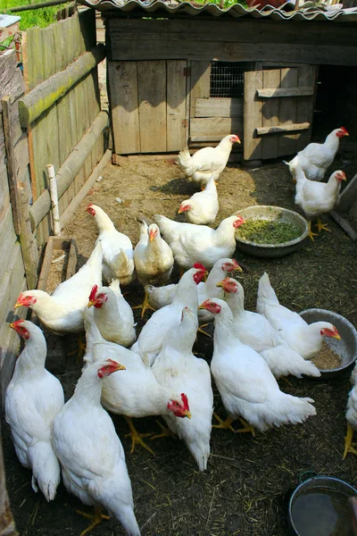 Poules mangent sur la ferme avicole — Photo