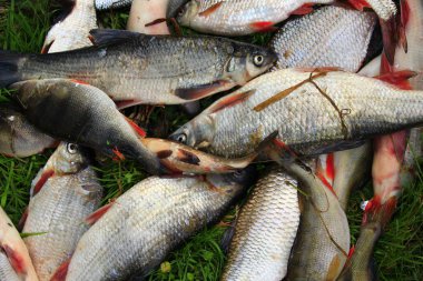 ortak nases breames ve havuz oturuyor