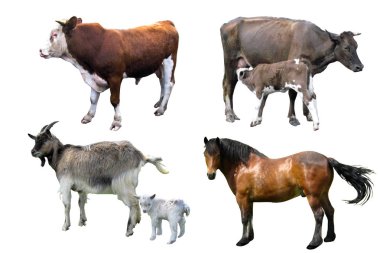 Home animals: Bull Cow Horse and Goat with kid isolated clipart