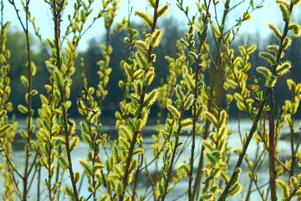 Young sprouts of the willow in the spring — Stock Photo, Image