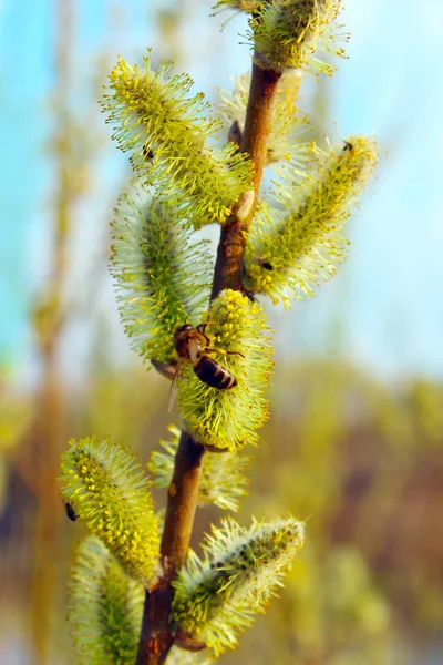Branche de saule au printemps — Photo